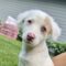 Harlow